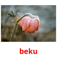 beku cartes flash