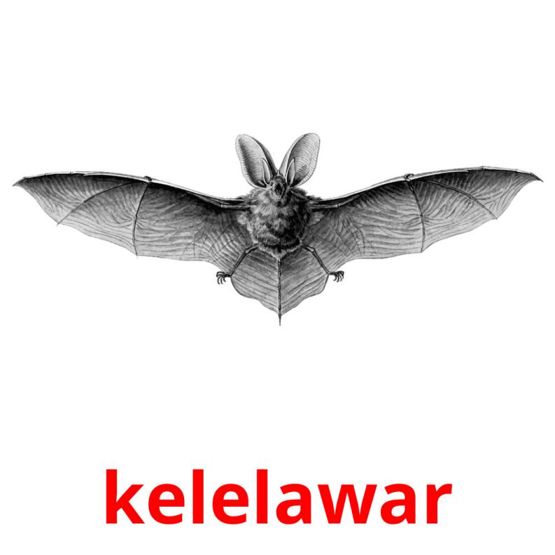 kelelawar picture flashcards