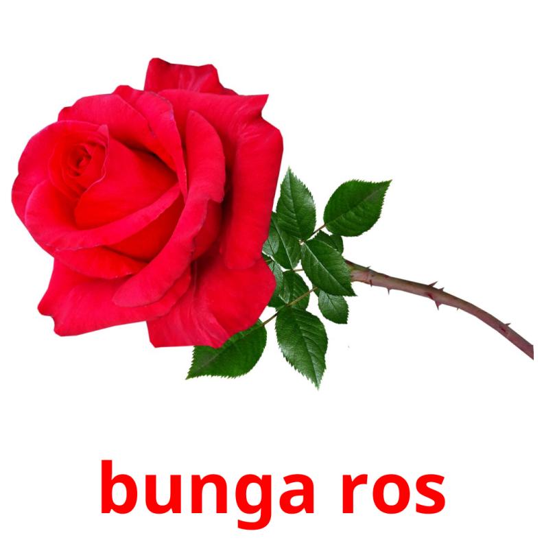 bunga ros picture flashcards