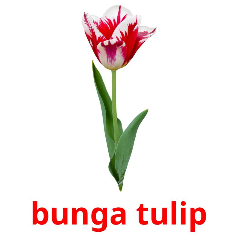 bunga tulip picture flashcards