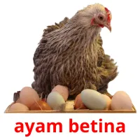 ayam betina cartes flash