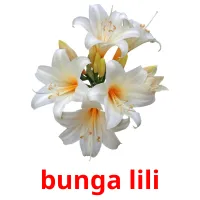 bunga lili cartes flash