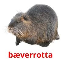 bæverrotta kuvakortit