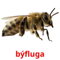 býfluga kuvakortit