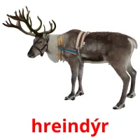 hreindýr kuvakortit