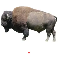 - bildkort för barn