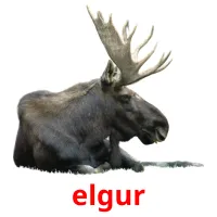 elgur bildkort för barn