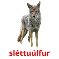 sléttuúlfur bildkort för barn