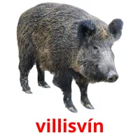villisvín bildkort för barn