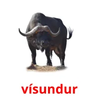 vísundur bildkort för barn