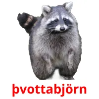 þvottabjörn bildkort för barn