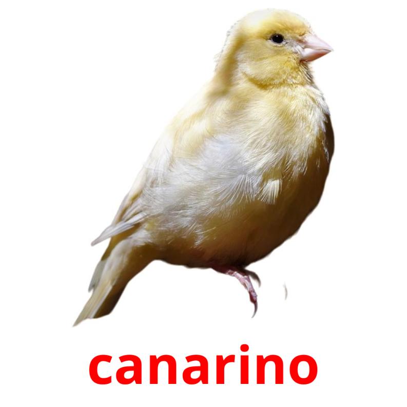 canarino flashcards illustrate