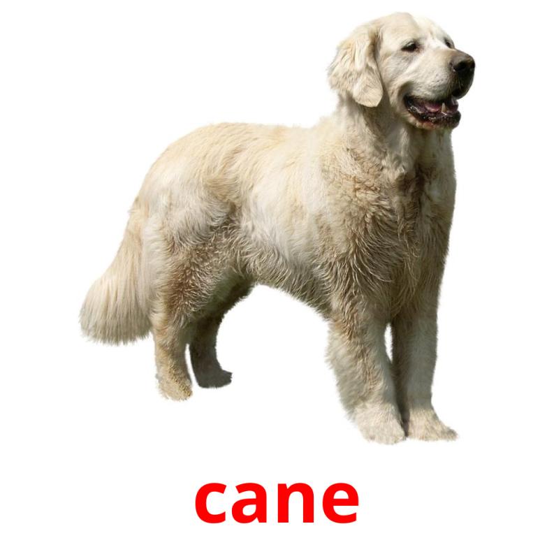 cane picture flashcards