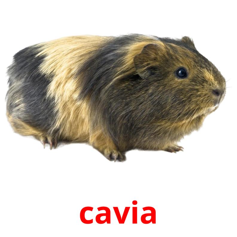 cavia picture flashcards