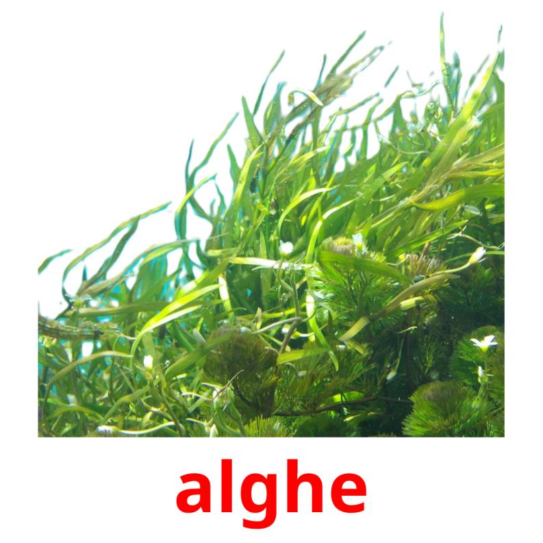 alghe flashcards illustrate