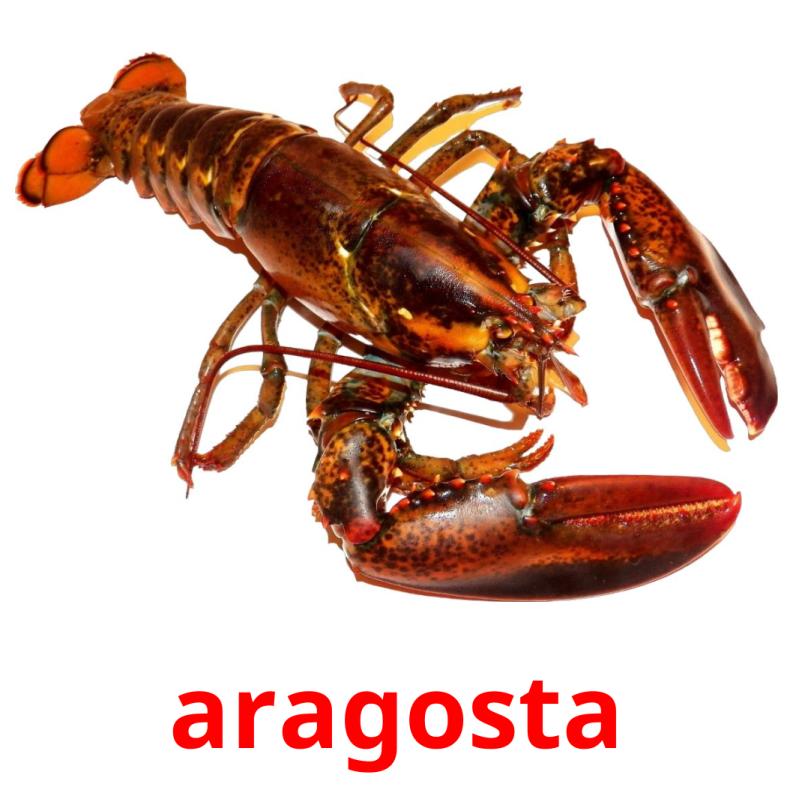 aragosta picture flashcards