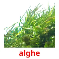 alghe picture flashcards