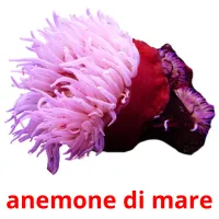 anemone di mare picture flashcards