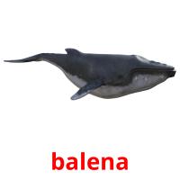 balena flashcards illustrate