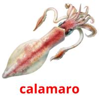 calamaro picture flashcards