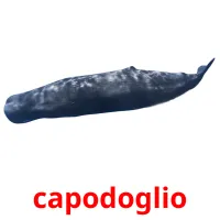 capodoglio picture flashcards