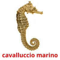 cavalluccio marino picture flashcards