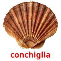 conchiglia card for translate