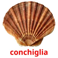 conchiglia picture flashcards