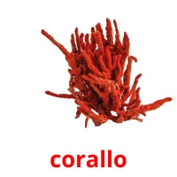 corallo picture flashcards