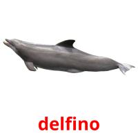 delfino picture flashcards