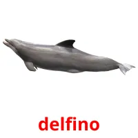 delfino picture flashcards