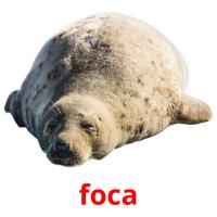 foca flashcards illustrate