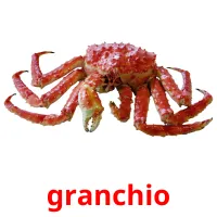 granchio picture flashcards