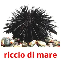 riccio di mare cartes flash