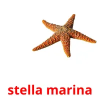 stella marina picture flashcards