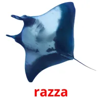 razza picture flashcards