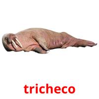 tricheco card for translate
