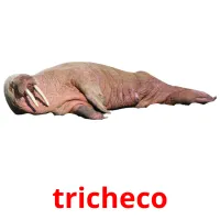 tricheco cartes flash