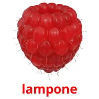 lampone Bildkarteikarten