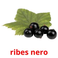 ribes nero Bildkarteikarten