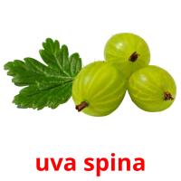 uva spina card for translate