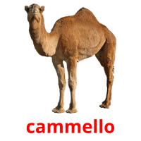 cammello flashcards illustrate