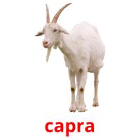 capra picture flashcards