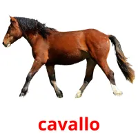 cavallo cartes flash