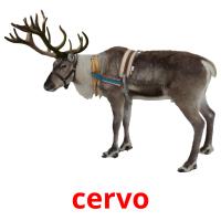 cervo card for translate