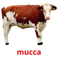 mucca flashcards illustrate