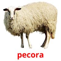 pecora card for translate