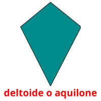 deltoide o aquilone flashcards illustrate