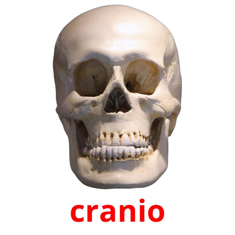 cranio picture flashcards