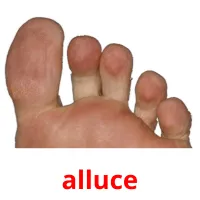 alluce flashcards illustrate